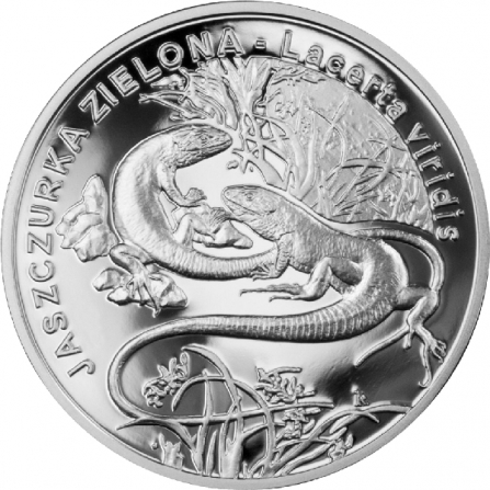 Rewers monety 20 zł Jaszczurka zielona (łac. Lacerta viridis)
